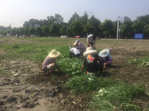 双流赏花一日游最佳景点,双流周边游玩看花海