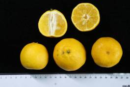 柑橘新品种选育及发展概况,带你认识柑橘新优品种