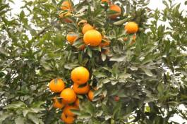 柑橘新品种选育及发展概况,带你认识柑橘新优品种