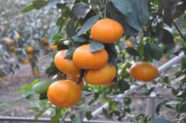 柑橘新品种选育及发展概况,带你认识柑橘新优品种