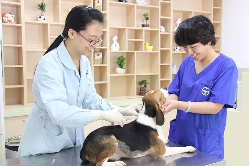 唐山狗狗免疫证明,怎么才能拿到狗狗免疫证明