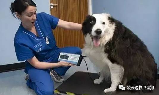 边牧咳嗽,边牧喉咙像卡住一样咳嗽