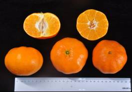 柑橘新品种选育及发展概况,带你认识柑橘新优品种