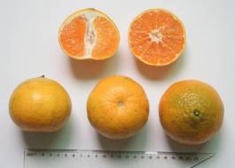 柑橘新品种选育及发展概况,带你认识柑橘新优品种