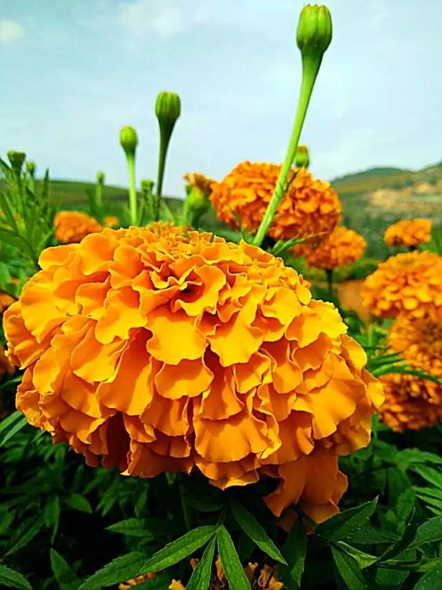 满城尽带黄金甲！开远这地儿已美成童话，你若不来，花为谁开？