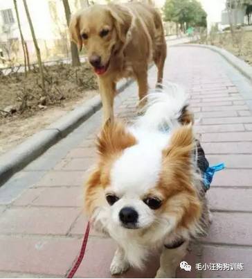 狗子好不容易和金毛女神独处，动情要害时刻竟然尿了！现场日狗真是……