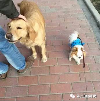 狗子好不容易和金毛女神独处，动情要害时刻竟然尿了！现场日狗真是……