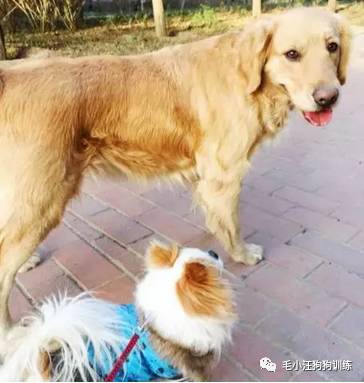 狗子好不容易和金毛女神独处，动情要害时刻竟然尿了！现场日狗真是……