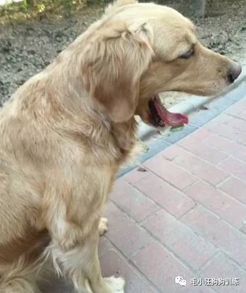 狗子好不容易和金毛女神独处，动情要害时刻竟然尿了！现场日狗真是……