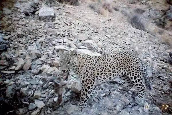 华北豹亚种,华北豹亚种什么意思