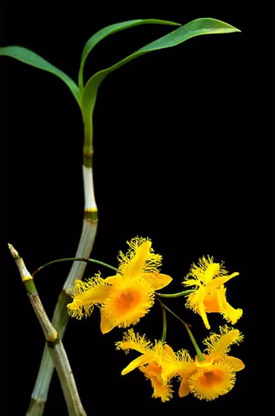 苍山珍稀兰花品种有哪些,顶级珍稀兰花品种大全视频