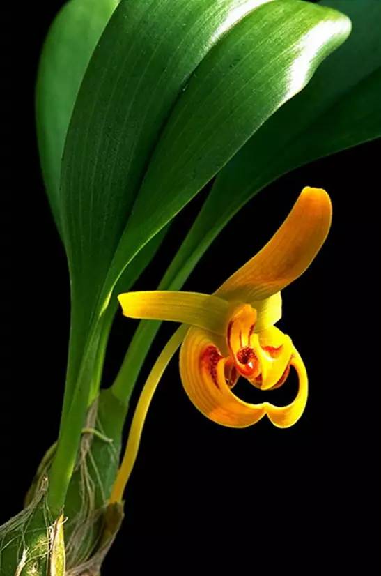 苍山珍稀兰花品种有哪些,顶级珍稀兰花品种大全视频