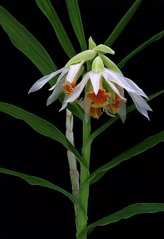 苍山珍稀兰花品种有哪些,顶级珍稀兰花品种大全视频