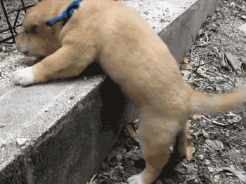 盘点那些实用的宠物生活用品,猫狗最实用的宠物用品