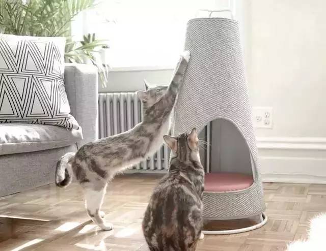 盘点那些实用的宠物生活用品,猫狗最实用的宠物用品