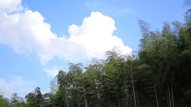 70万亩竹海里，他花了一年时间修了条『天路』，只为了这件小事……