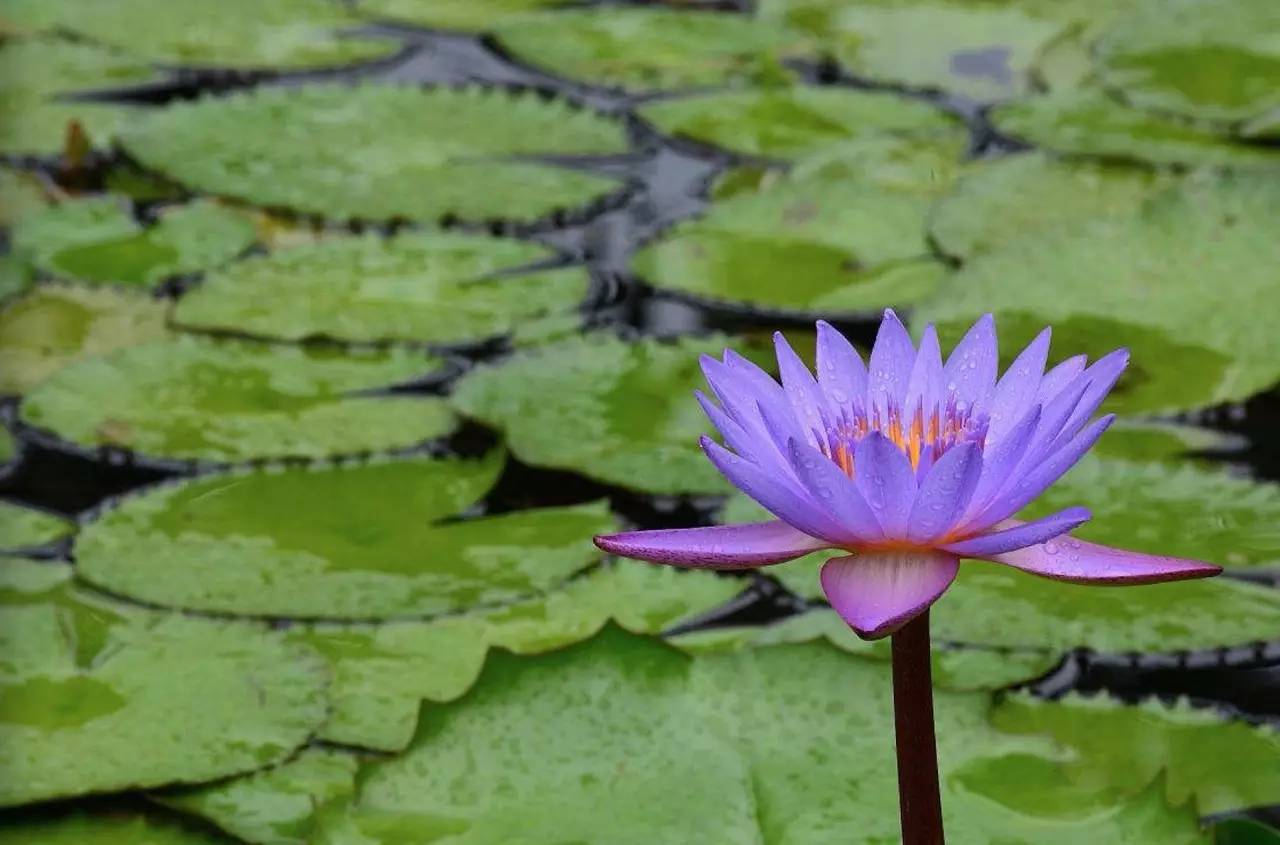 花之声舞蹈完全版,睡莲开花一天开的全部过程