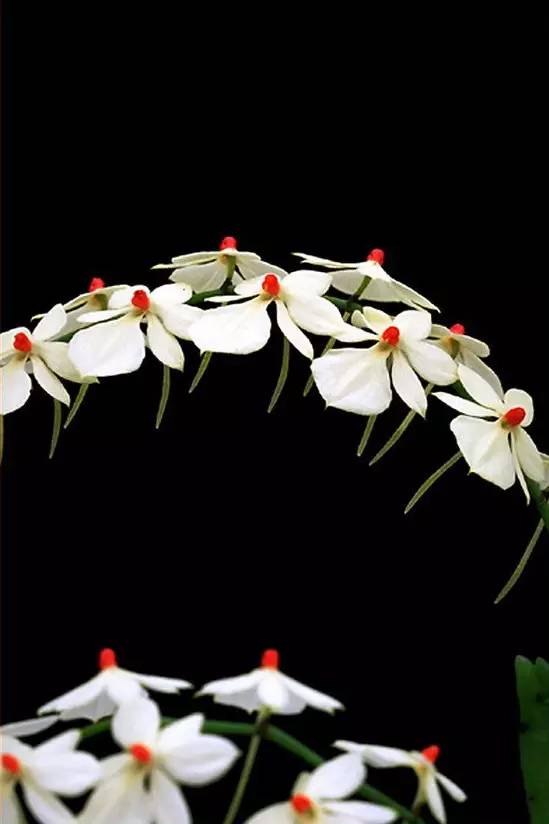 苍山珍稀兰花品种有哪些,顶级珍稀兰花品种大全视频