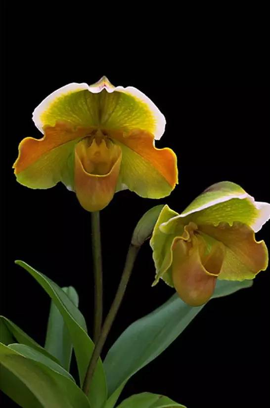 苍山珍稀兰花品种有哪些,顶级珍稀兰花品种大全视频