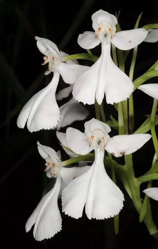 苍山珍稀兰花品种有哪些,顶级珍稀兰花品种大全视频