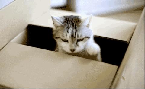 盘点那些实用的宠物生活用品,猫狗最实用的宠物用品