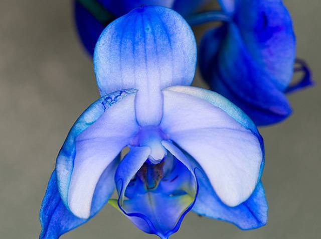 苍山珍稀兰花品种有哪些,顶级珍稀兰花品种大全视频