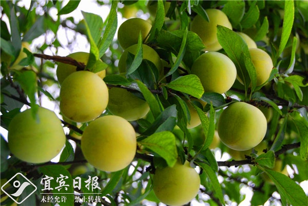 看金山银山全景图,看绿水青山美景