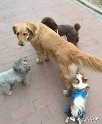 狗子好不容易和金毛女神独处，动情要害时刻竟然尿了！现场日狗真是……