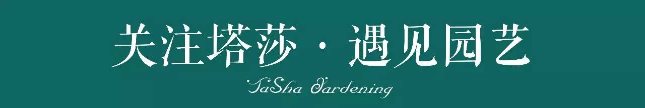 彩色马蹄莲种植指南,彩色马蹄莲种植方法