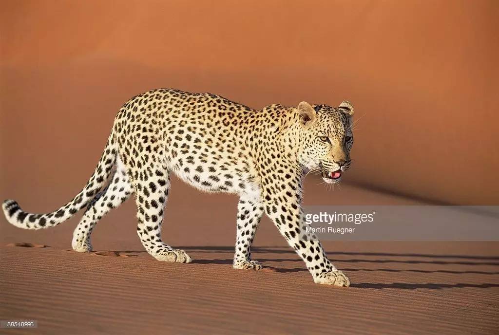 华北豹亚种,华北豹亚种什么意思