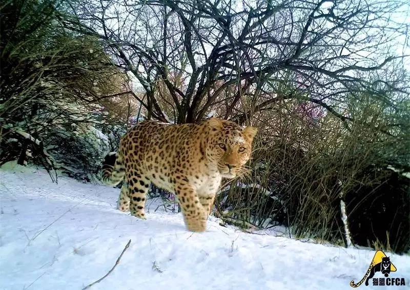 华北豹亚种,华北豹亚种什么意思