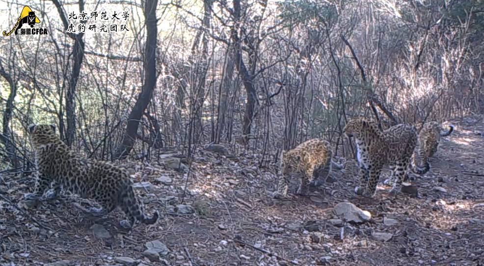 华北豹亚种,华北豹亚种什么意思