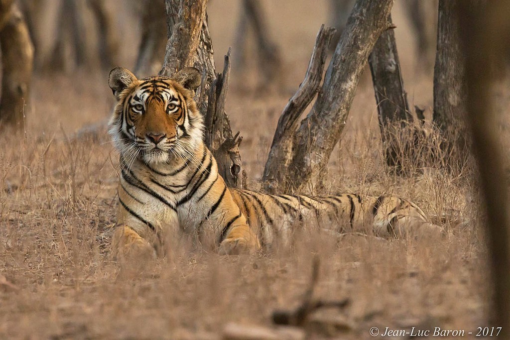 华北豹亚种,华北豹亚种什么意思