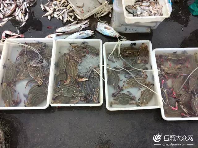 日照开海后什么时候买海鲜,日照开海首日海鲜
