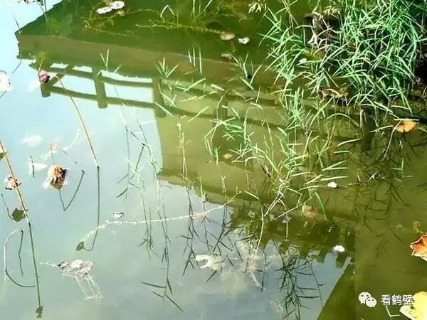 鹤壁市淇河女孩溺水事件,鹤壁淇河游泳事件