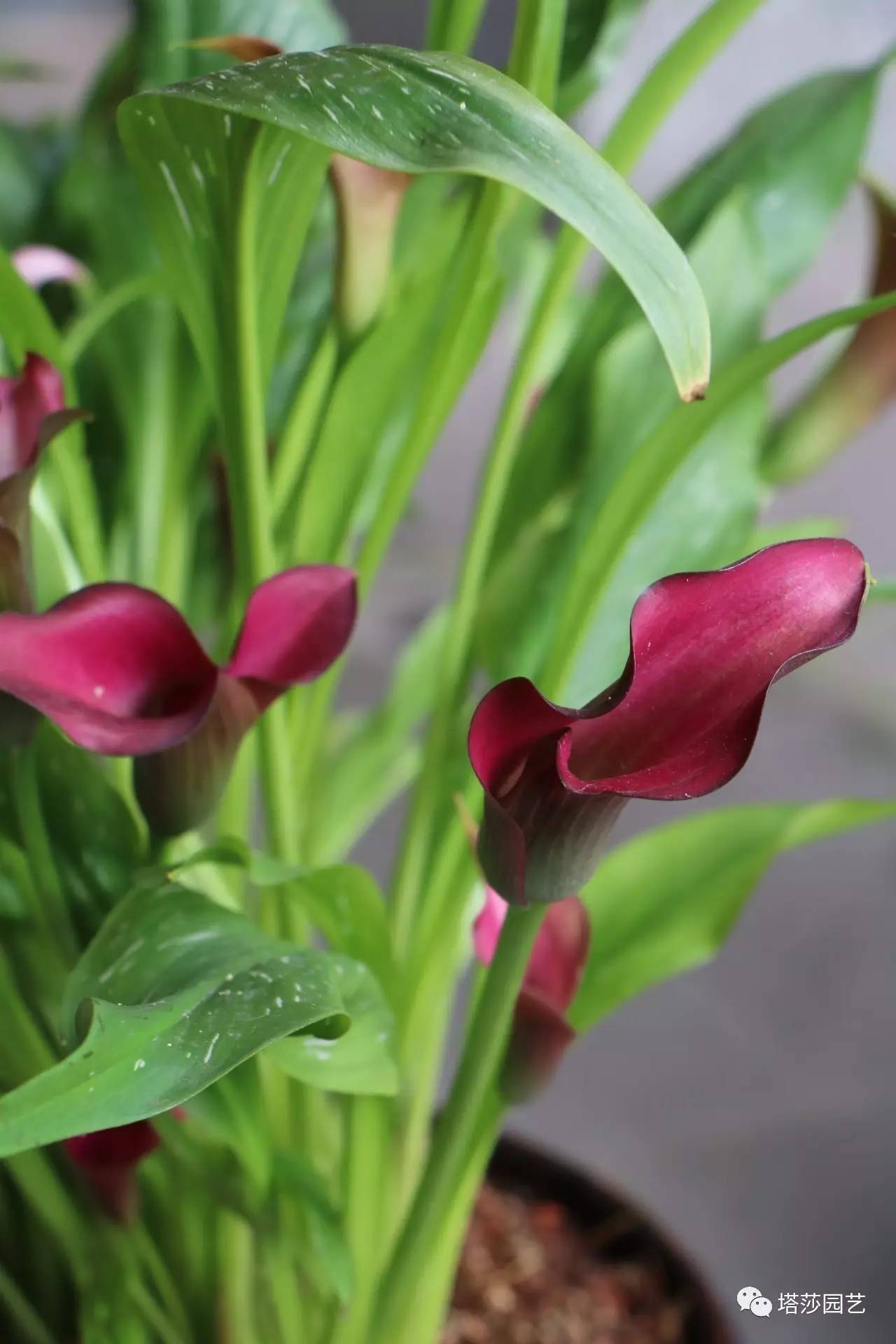 彩色马蹄莲种植指南,彩色马蹄莲种植方法