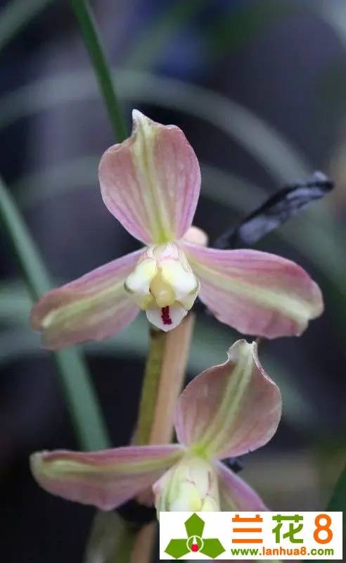 让兰花在盛世中国走好