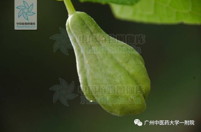 中药佛手瓜和佛手一样吗功效是啥,中医佛手和蔬菜佛手是什么区别