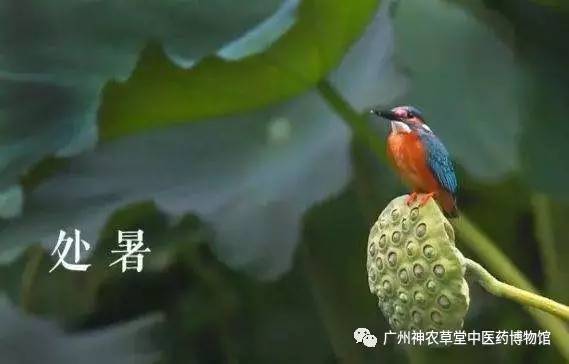 节气处暑是什么意思,节气处暑的意思是什么