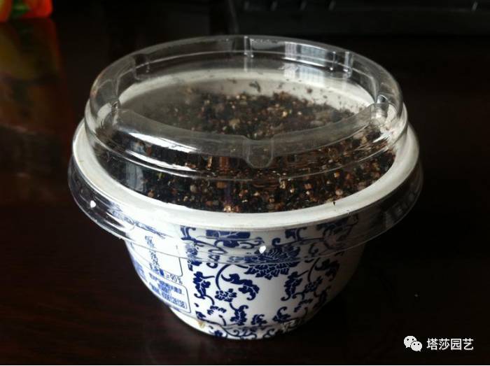 生石花的种子是自己的品种吗,生石花像丝绒一样的是什么品种