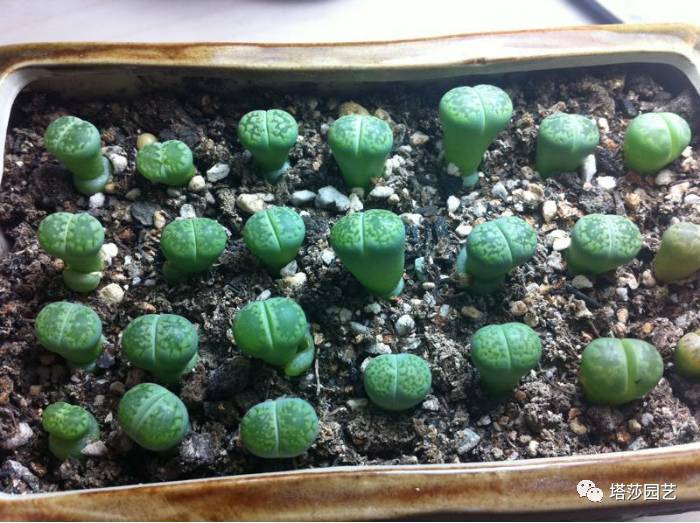 生石花的种子是自己的品种吗,生石花像丝绒一样的是什么品种