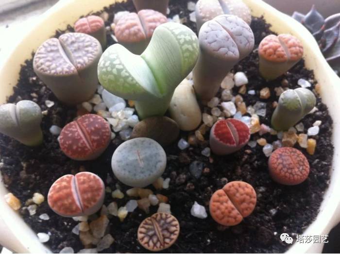 生石花的种子是自己的品种吗,生石花像丝绒一样的是什么品种