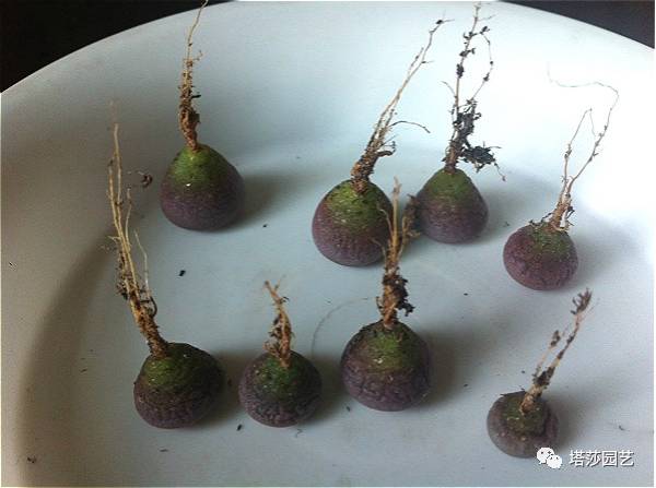 生石花的种子是自己的品种吗,生石花像丝绒一样的是什么品种