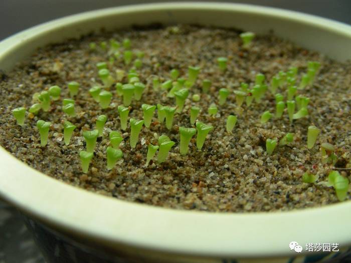 生石花的种子是自己的品种吗,生石花像丝绒一样的是什么品种