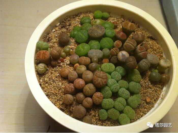 生石花的种子是自己的品种吗,生石花像丝绒一样的是什么品种