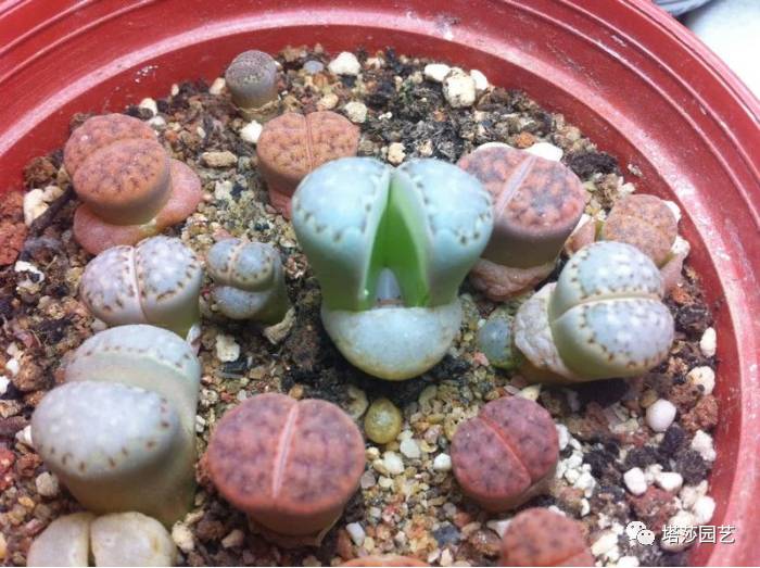 生石花的种子是自己的品种吗,生石花像丝绒一样的是什么品种