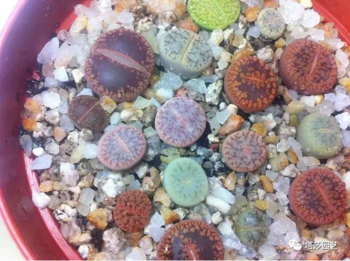 生石花的种子是自己的品种吗,生石花像丝绒一样的是什么品种