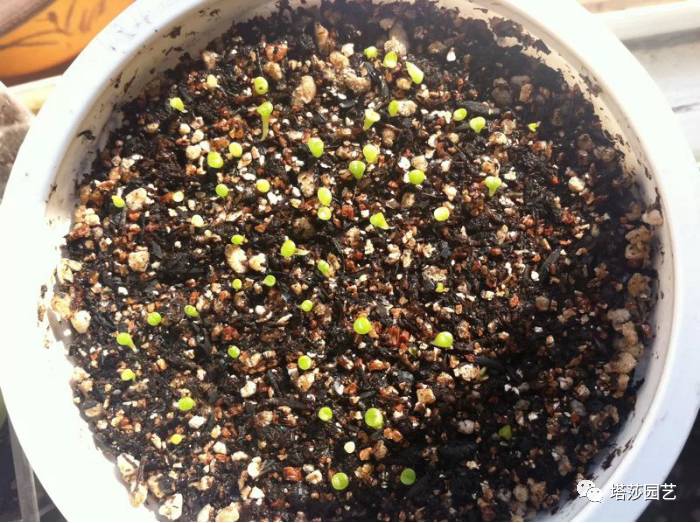 生石花的种子是自己的品种吗,生石花像丝绒一样的是什么品种