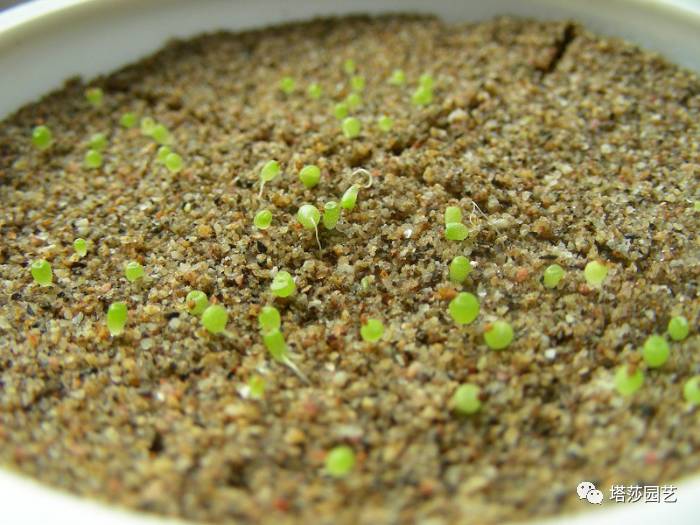 生石花的种子是自己的品种吗,生石花像丝绒一样的是什么品种