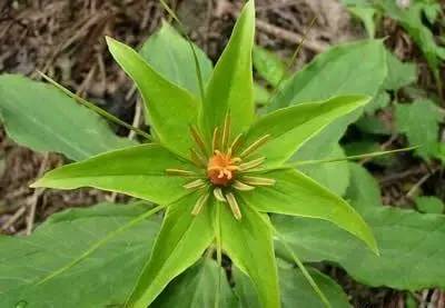 七叶一枝花抗癌奇迹,七叶一枝花种植视频